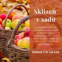 Sklizeň ve školním sadu